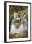 Mountain Hare (Lepus Timidus) with Partial Winter Coat, Scotland, UK, April-Mark Hamblin-Framed Photographic Print