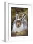 Mountain Hare (Lepus Timidus) with Partial Winter Coat, Scotland, UK, April-Mark Hamblin-Framed Photographic Print