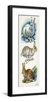 Mountain Hare Lepus Timidus-null-Framed Giclee Print