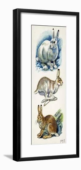 Mountain Hare Lepus Timidus-null-Framed Giclee Print