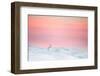 Mountain hare on snow covered moorland at last light, UK-Ben Hall-Framed Photographic Print