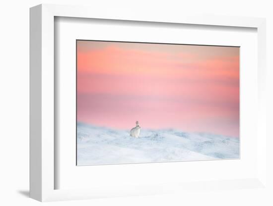 Mountain hare on snow covered moorland at last light, UK-Ben Hall-Framed Photographic Print