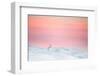 Mountain hare on snow covered moorland at last light, UK-Ben Hall-Framed Photographic Print