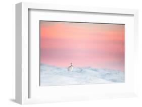 Mountain hare on snow covered moorland at last light, UK-Ben Hall-Framed Photographic Print