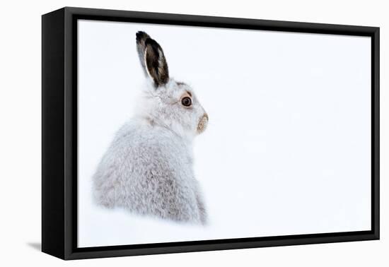 Mountain hare portrait (Lepus timidus) in winter snow, Scottish Highlands, Scotland-Karen Deakin-Framed Stretched Canvas