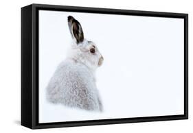 Mountain hare portrait (Lepus timidus) in winter snow, Scottish Highlands, Scotland-Karen Deakin-Framed Stretched Canvas