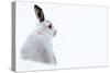 Mountain hare portrait (Lepus timidus) in winter snow, Scottish Highlands, Scotland-Karen Deakin-Stretched Canvas