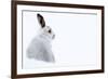 Mountain hare portrait (Lepus timidus) in winter snow, Scottish Highlands, Scotland-Karen Deakin-Framed Photographic Print