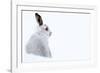 Mountain hare portrait (Lepus timidus) in winter snow, Scottish Highlands, Scotland-Karen Deakin-Framed Photographic Print