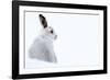 Mountain hare portrait (Lepus timidus) in winter snow, Scottish Highlands, Scotland-Karen Deakin-Framed Photographic Print