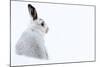 Mountain hare portrait (Lepus timidus) in winter snow, Scottish Highlands, Scotland-Karen Deakin-Mounted Photographic Print