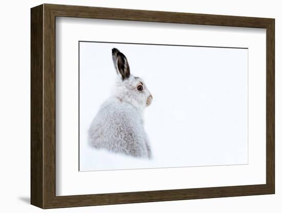 Mountain hare portrait (Lepus timidus) in winter snow, Scottish Highlands, Scotland-Karen Deakin-Framed Photographic Print