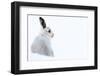 Mountain hare portrait (Lepus timidus) in winter snow, Scottish Highlands, Scotland-Karen Deakin-Framed Photographic Print