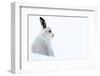 Mountain hare portrait (Lepus timidus) in winter snow, Scottish Highlands, Scotland-Karen Deakin-Framed Photographic Print