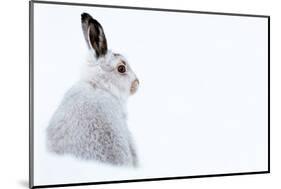 Mountain hare portrait (Lepus timidus) in winter snow, Scottish Highlands, Scotland-Karen Deakin-Mounted Photographic Print