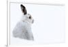 Mountain hare portrait (Lepus timidus) in winter snow, Scottish Highlands, Scotland-Karen Deakin-Framed Photographic Print