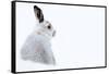 Mountain hare portrait (Lepus timidus) in winter snow, Scottish Highlands, Scotland-Karen Deakin-Framed Stretched Canvas