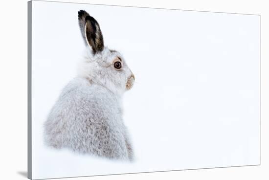 Mountain hare portrait (Lepus timidus) in winter snow, Scottish Highlands, Scotland-Karen Deakin-Stretched Canvas