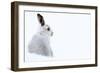 Mountain hare portrait (Lepus timidus) in winter snow, Scottish Highlands, Scotland-Karen Deakin-Framed Photographic Print