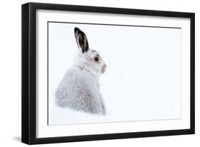 Mountain hare portrait (Lepus timidus) in winter snow, Scottish Highlands, Scotland-Karen Deakin-Framed Photographic Print