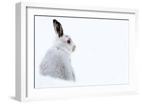 Mountain hare portrait (Lepus timidus) in winter snow, Scottish Highlands, Scotland-Karen Deakin-Framed Photographic Print