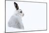 Mountain hare portrait (Lepus timidus) in winter snow, Scottish Highlands, Scotland-Karen Deakin-Mounted Photographic Print