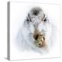 Mountain hare portrait-Karen Deakin-Stretched Canvas