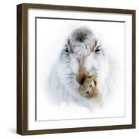 Mountain hare portrait-Karen Deakin-Framed Photographic Print