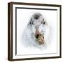 Mountain hare portrait-Karen Deakin-Framed Photographic Print