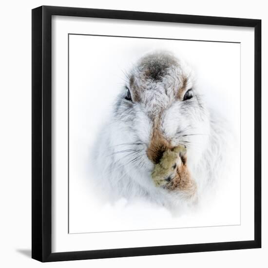 Mountain hare portrait-Karen Deakin-Framed Photographic Print