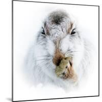 Mountain hare portrait-Karen Deakin-Mounted Photographic Print