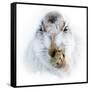 Mountain hare portrait-Karen Deakin-Framed Stretched Canvas