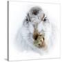 Mountain hare portrait-Karen Deakin-Stretched Canvas