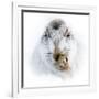 Mountain hare portrait-Karen Deakin-Framed Photographic Print