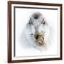 Mountain hare portrait-Karen Deakin-Framed Photographic Print