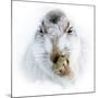 Mountain hare portrait-Karen Deakin-Mounted Photographic Print