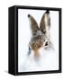 Mountain hare portrait-Karen Deakin-Framed Stretched Canvas