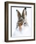 Mountain hare portrait-Karen Deakin-Framed Photographic Print