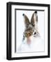 Mountain hare portrait-Karen Deakin-Framed Photographic Print