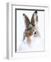 Mountain hare portrait-Karen Deakin-Framed Photographic Print