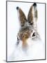 Mountain hare portrait-Karen Deakin-Mounted Photographic Print