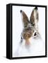 Mountain hare portrait-Karen Deakin-Framed Stretched Canvas