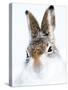 Mountain hare portrait-Karen Deakin-Stretched Canvas