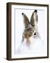 Mountain hare portrait-Karen Deakin-Framed Photographic Print