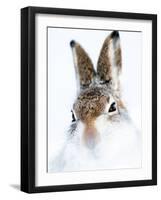 Mountain hare portrait-Karen Deakin-Framed Photographic Print