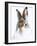 Mountain hare portrait-Karen Deakin-Framed Photographic Print