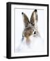 Mountain hare portrait-Karen Deakin-Framed Photographic Print