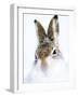 Mountain hare portrait-Karen Deakin-Framed Photographic Print