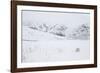 Mountain hare sitting in snow hole, Scotland, UK-null-Framed Photographic Print