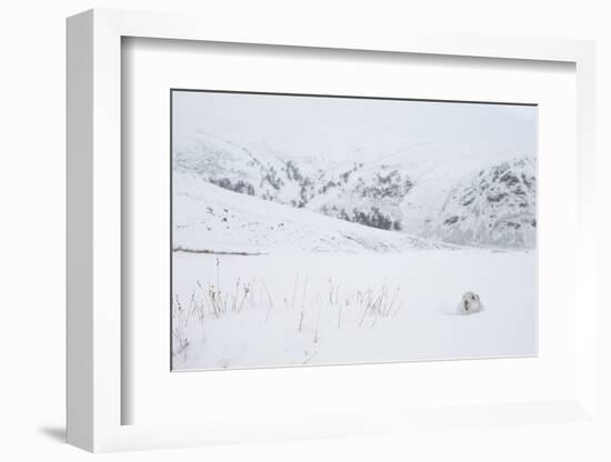 Mountain hare sitting in snow hole, Scotland, UK-null-Framed Photographic Print